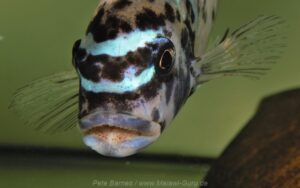 Metriaclima fainzilberi 'Hai Reef'